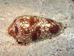صدف حلزونی دریایی و تشابه با آتاماتون سلولی